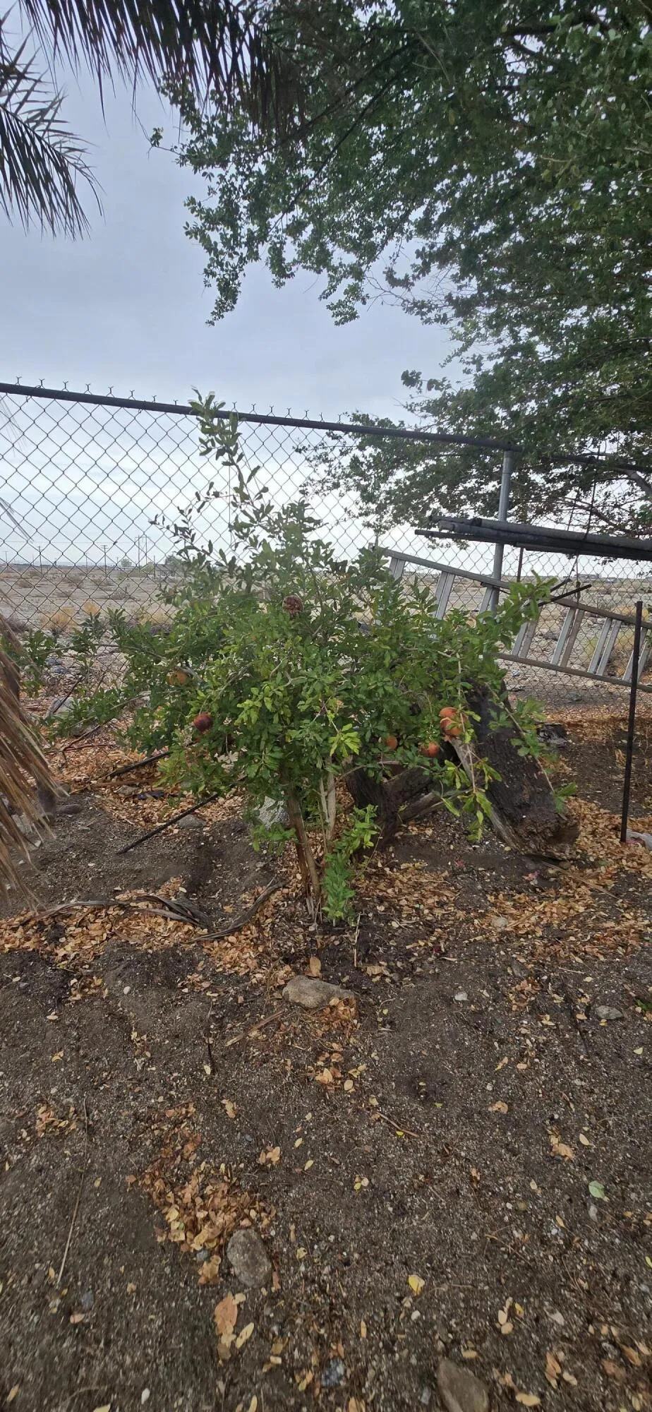 1393 Pine Place, Thermal, California 92274 home-pic-53